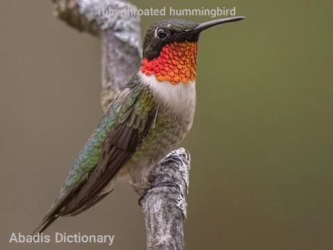ruby throated hummingbird